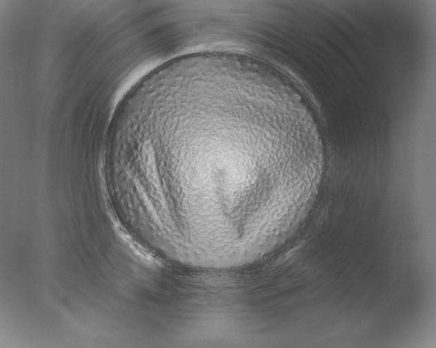 X0000076070952200610202011