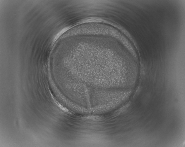 X0000076070953200610202011