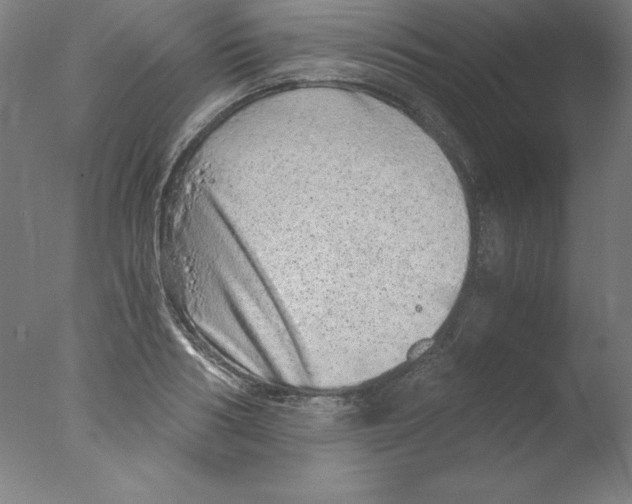 X0000076070986200610202009