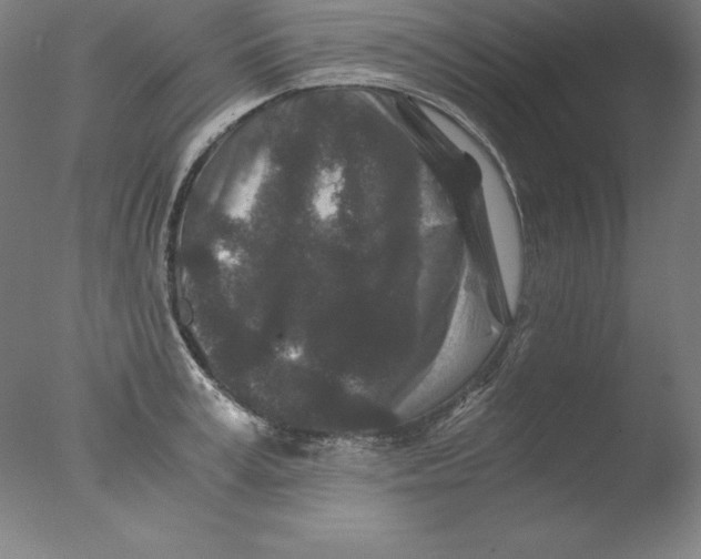 X0000076070995200610202009