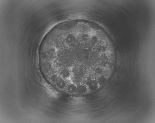 X0000076071031200610202009