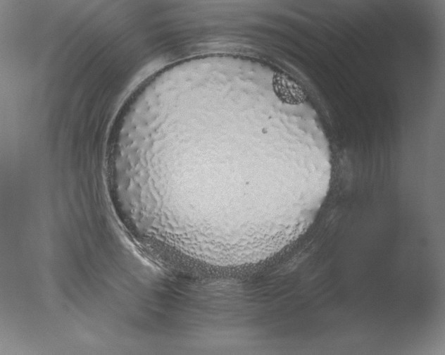 X0000076071043200610202009