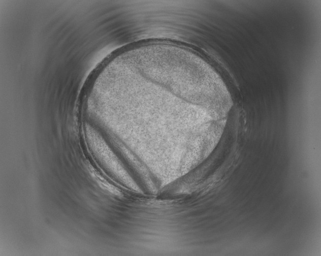 X0000076071068200610202008