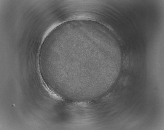 X0000076071086200610202008