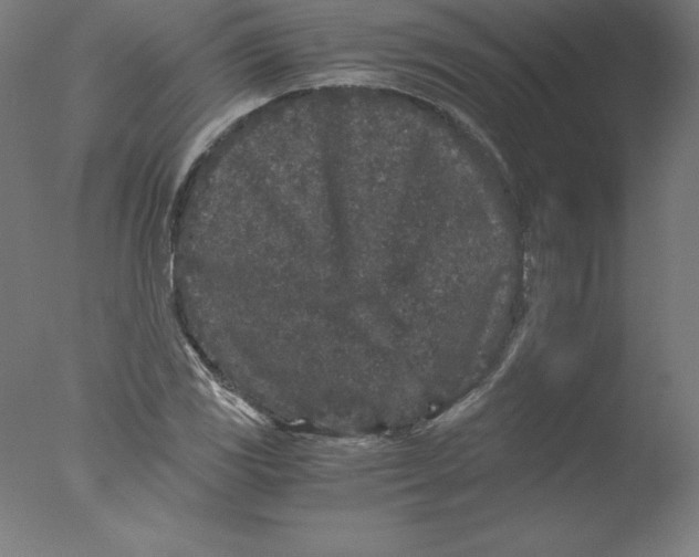 X0000076071117200610202007