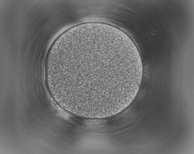 X0000076071150200610202007