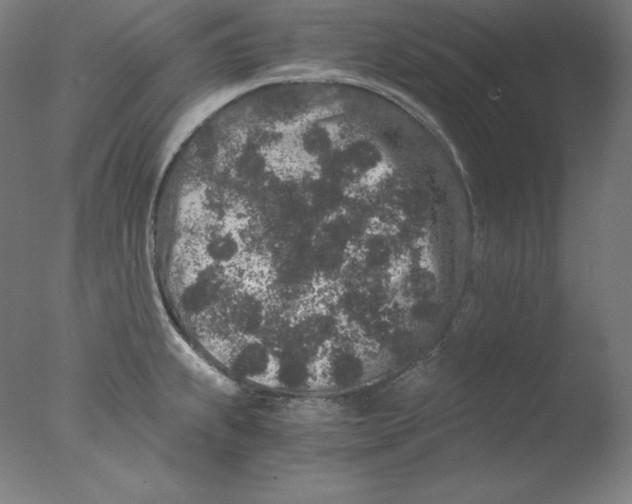 X0000076071239200610202006