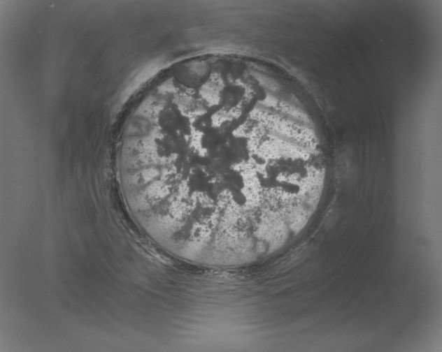 X0000076071263200610202005