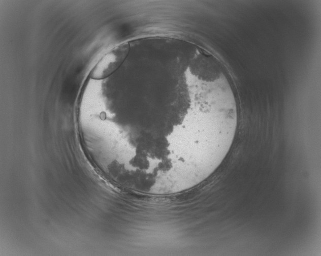 X0000076071291200610202004