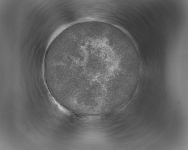 X0000076071294200610202004