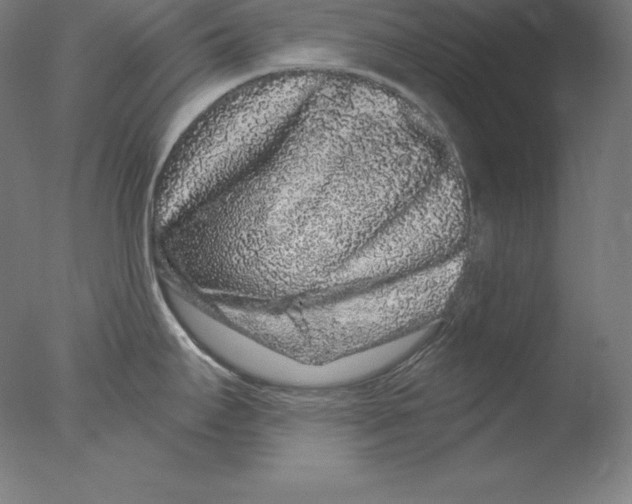 X0000076071295200610202004