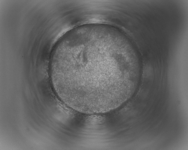 X0000076071314200610202004