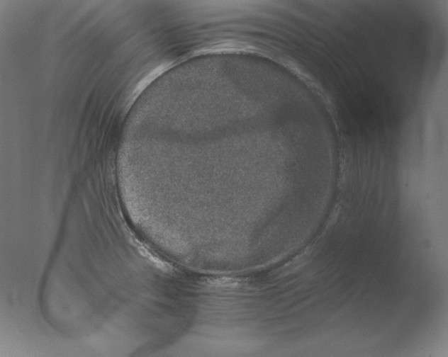 X0000076071329200610202004