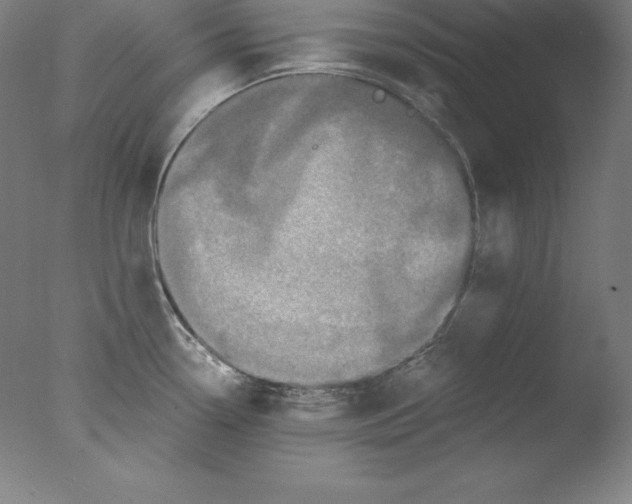 X0000076071338200610202004