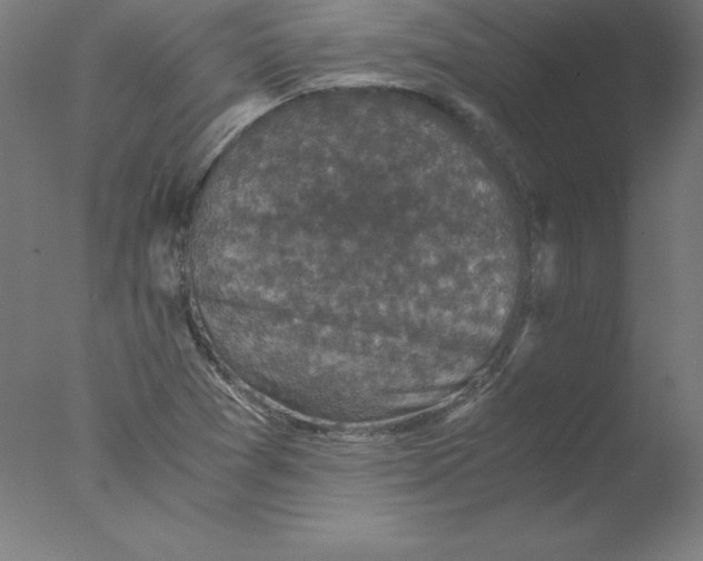 X0000076071361200610202003