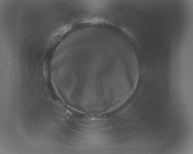 X0000076071398200610202002