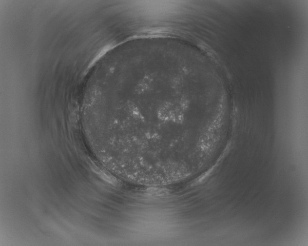 X0000076071449200610202002