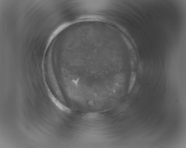 X0000076071482200610202001