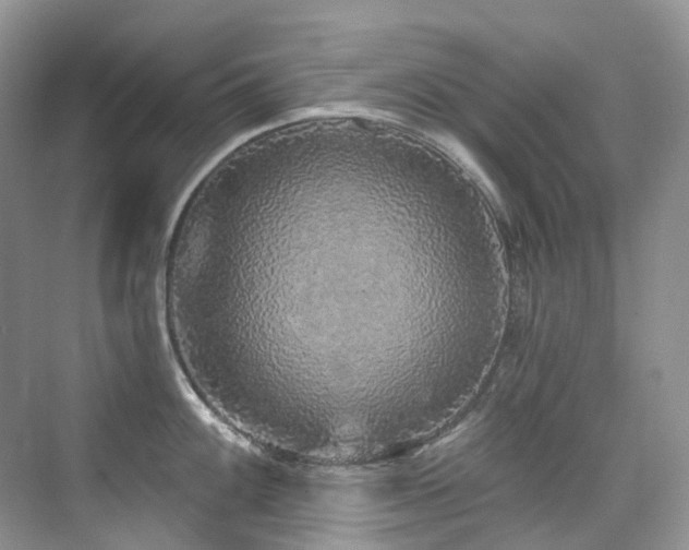 X0000076081100200609221216