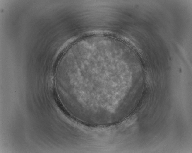 X0000076080016200610061627