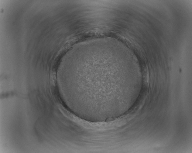 X0000076080038200610061627