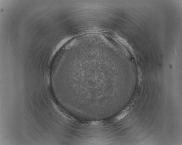 X0000076080060200610061626