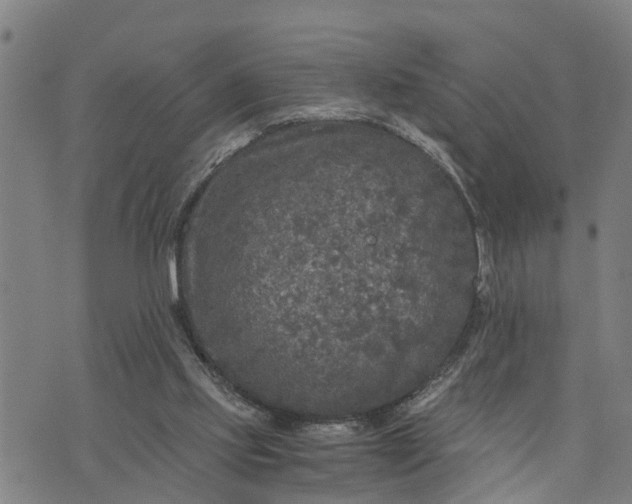 X0000076080061200610061626