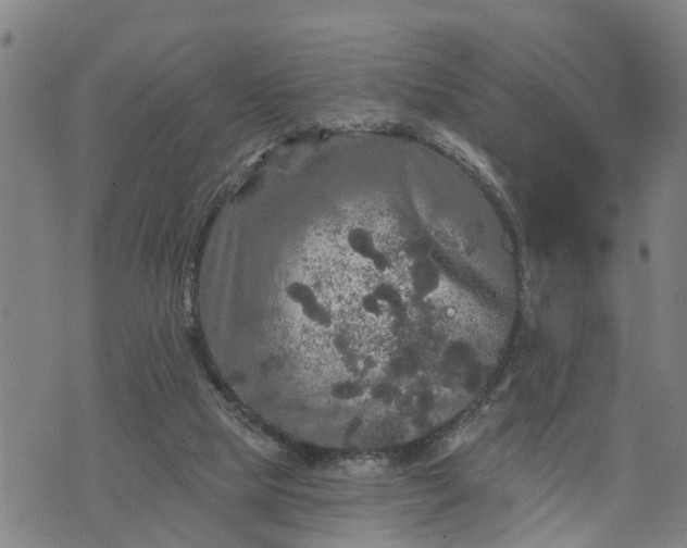 X0000076080065200610061626