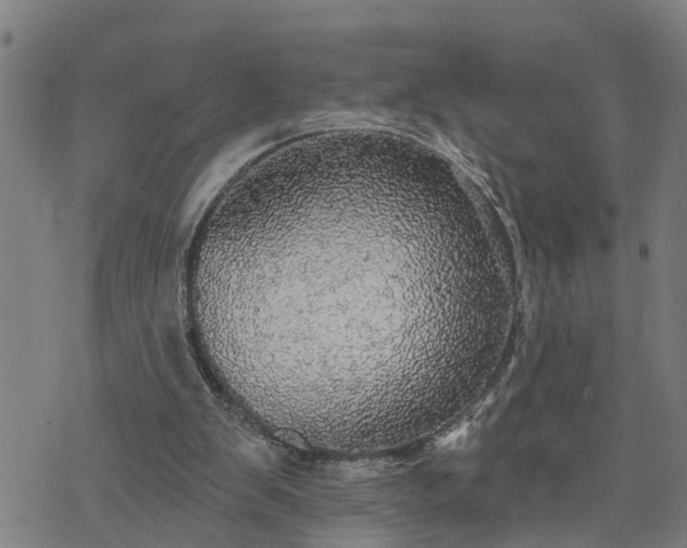 X0000076080103200610061626