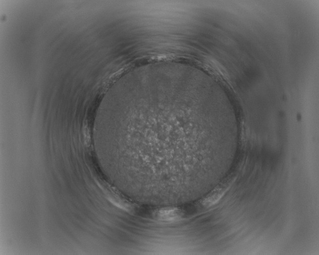 X0000076080173200610061625