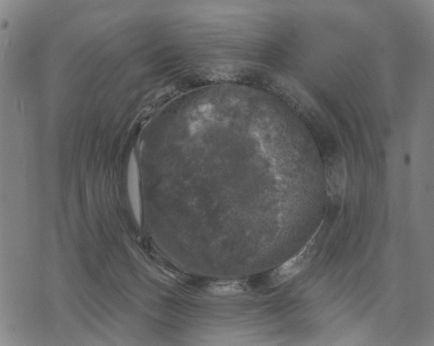 X0000076080175200610061625