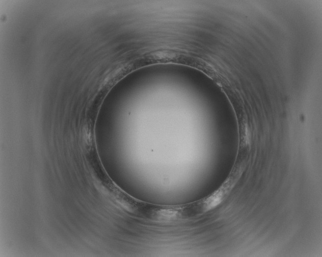 X0000076080176200610061625