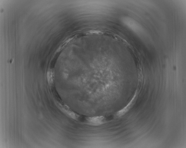 X0000076080191200610061625