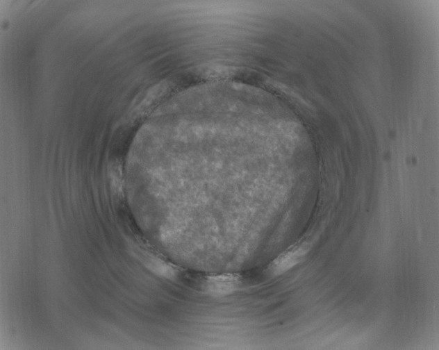 X0000076080240200610061624