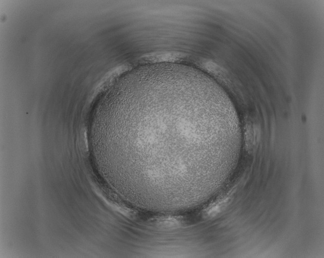 X0000076080254200610061623