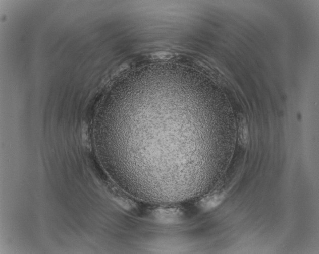 X0000076080270200610061623