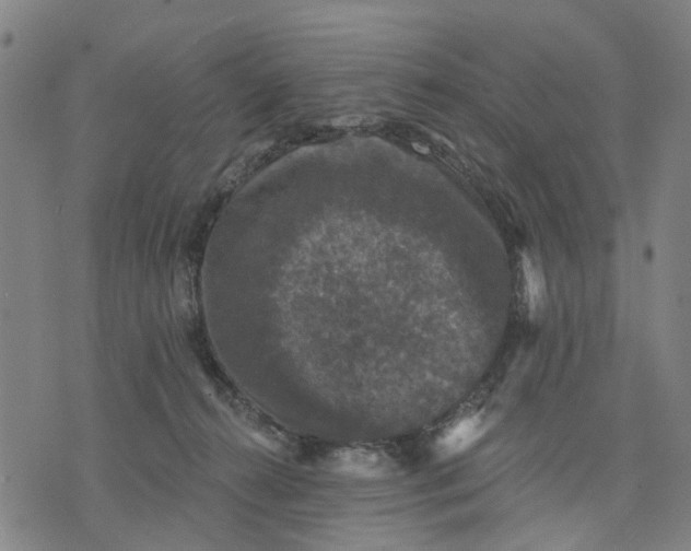 X0000076080272200610061623