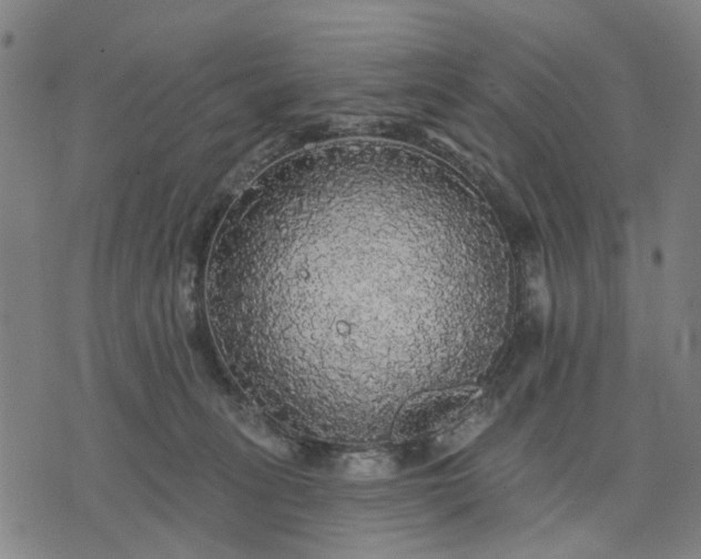 X0000076080275200610061623