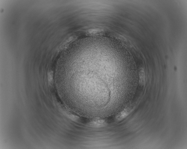 X0000076080278200610061623