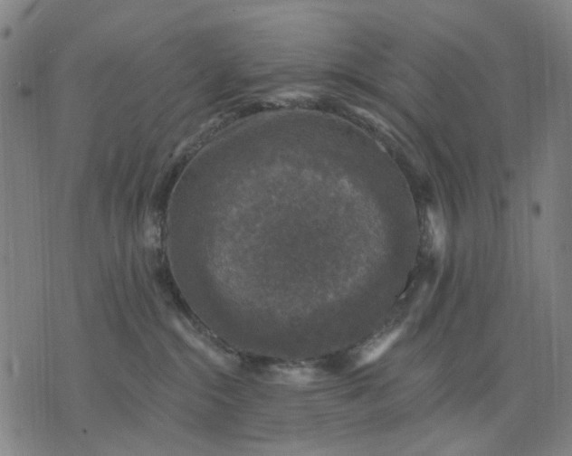 X0000076080284200610061624