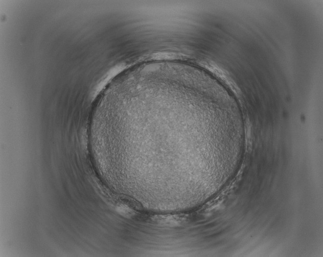 X0000076080297200610061623