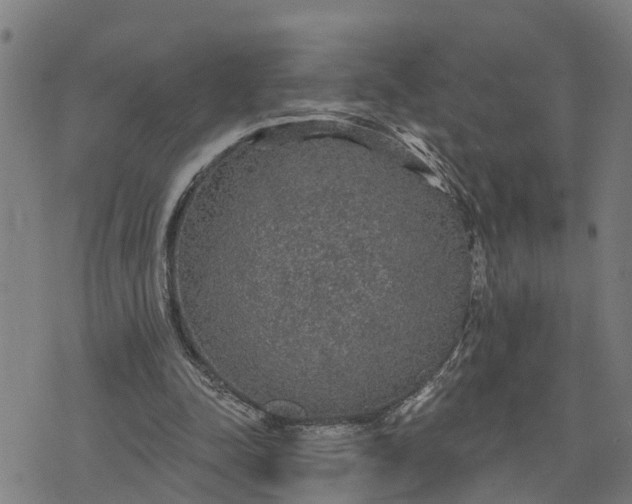 X0000076080342200610061621