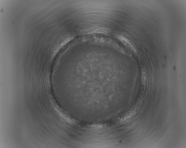 X0000076080394200610061621