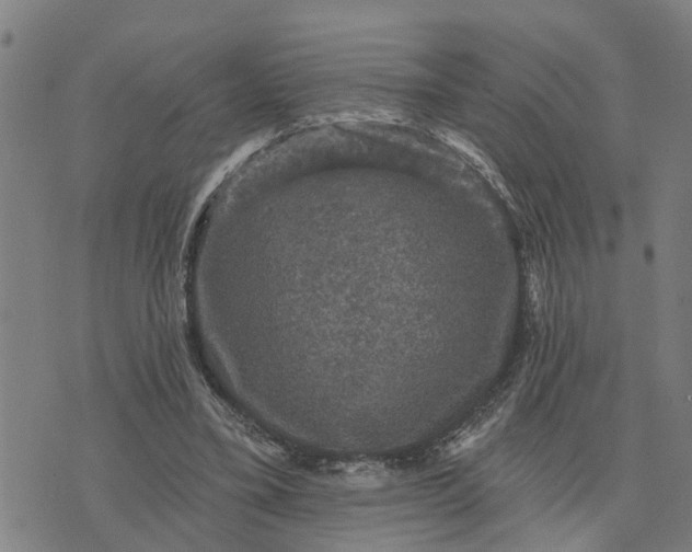 X0000076080395200610061621