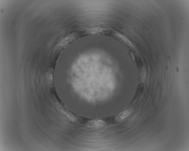 X0000076080427200610061621