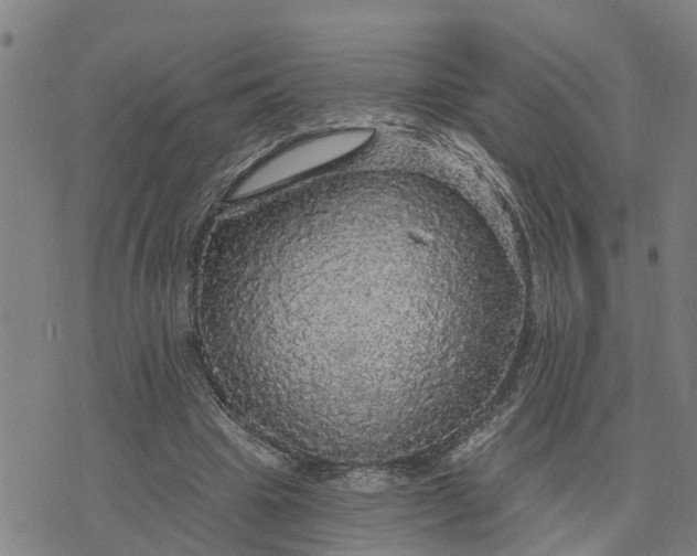 X0000076080441200610061620