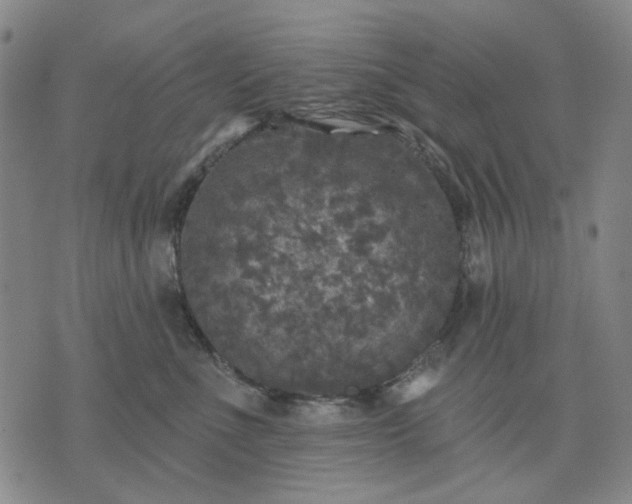 X0000076080523200610061619