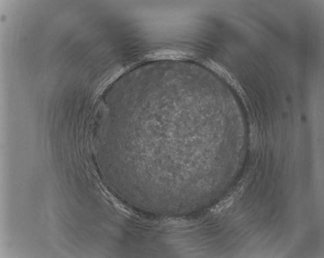 X0000076080529200610061618