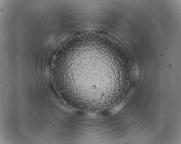 X0000076080623200610061617