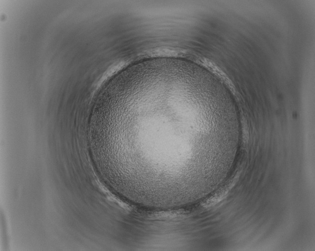 X0000076080625200610061617